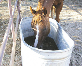 Horse drinking